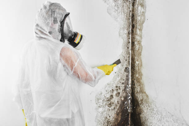 Best Mold Removal Company Near Me  in Dundee, MI