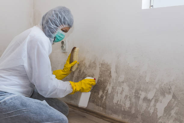 Best Toxic Mold Removal  in Dundee, MI