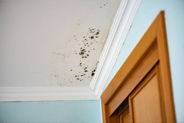 Best Attic Mold Removal  in Dundee, MI