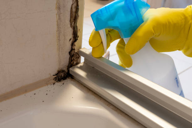 Best Best Mold Removal Companies  in Dundee, MI