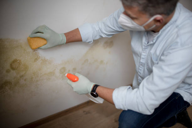 Best Affordable Mold Removal  in Dundee, MI