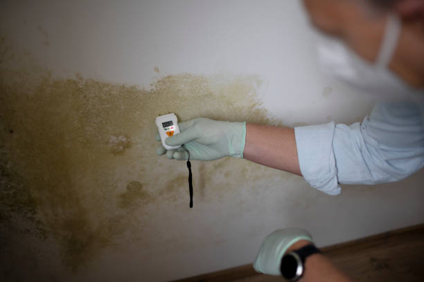 Best Commercial Mold Removal  in Dundee, MI