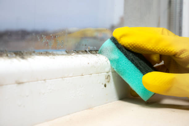 Best Mold Removal Near Me  in Dundee, MI