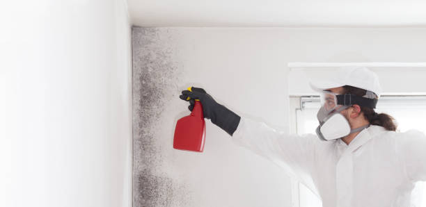 Best Mold Remediation Experts  in Dundee, MI