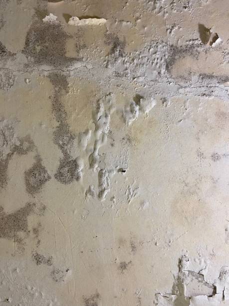 Best Mold Damage Repair  in Dundee, MI