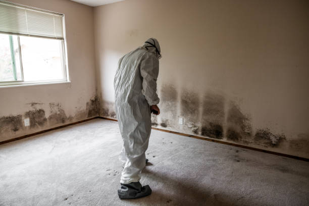 Best Office Mold Removal Services  in Dundee, MI