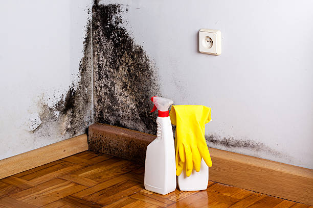 Best Crawl Space Mold Removal  in Dundee, MI