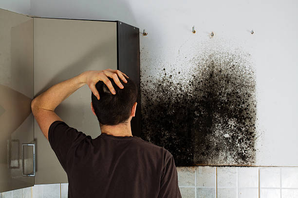 Best Office Mold Removal Services  in Dundee, MI