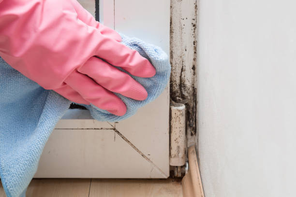 Best Mold Cleaning Services  in Dundee, MI