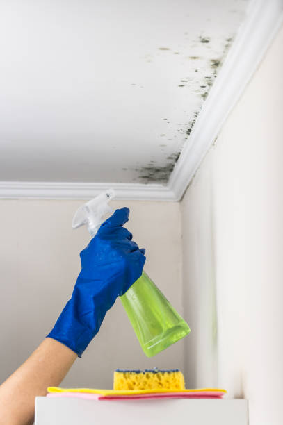 Best Mold Cleaning Services  in Dundee, MI