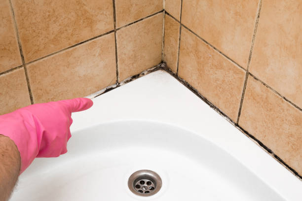 Professional Mold Removal in Dundee, MI